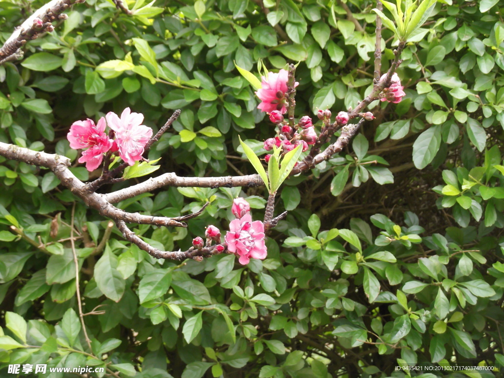 桃花