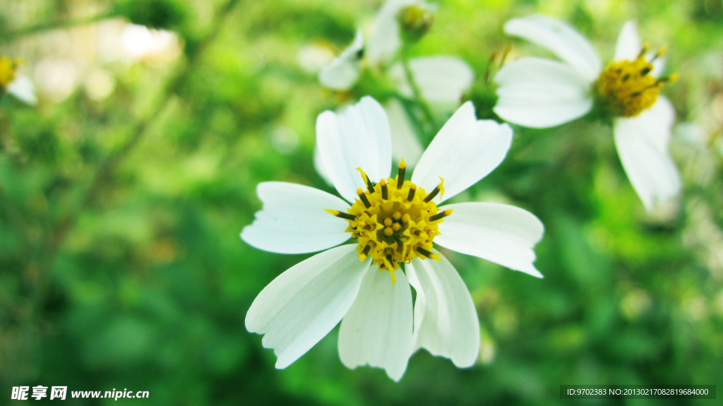菊花