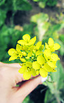 油菜花