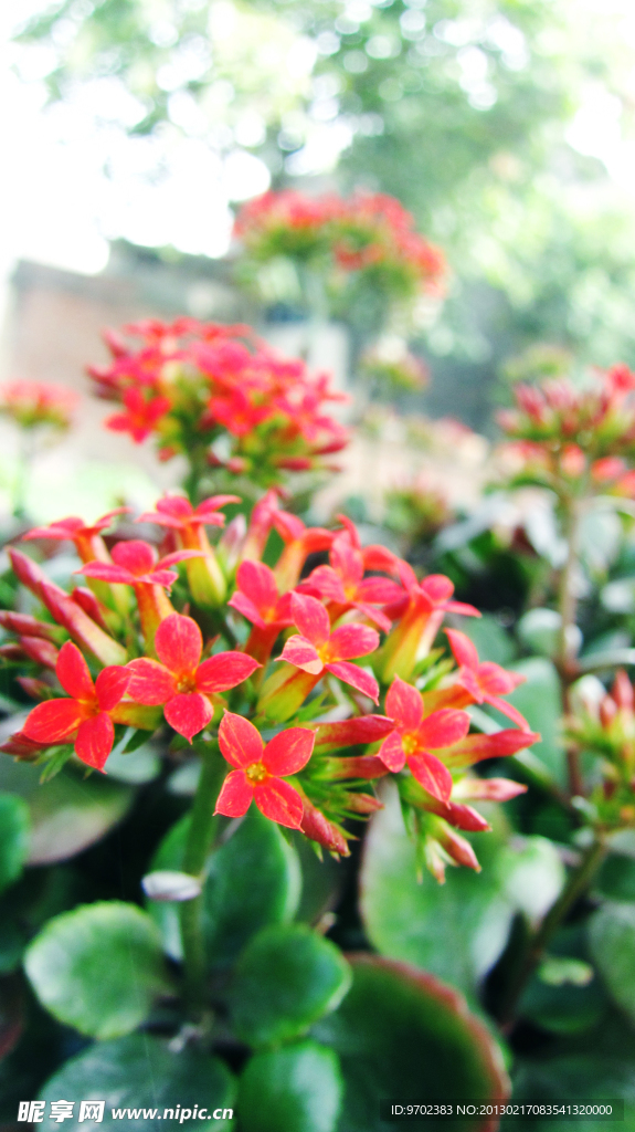 花草