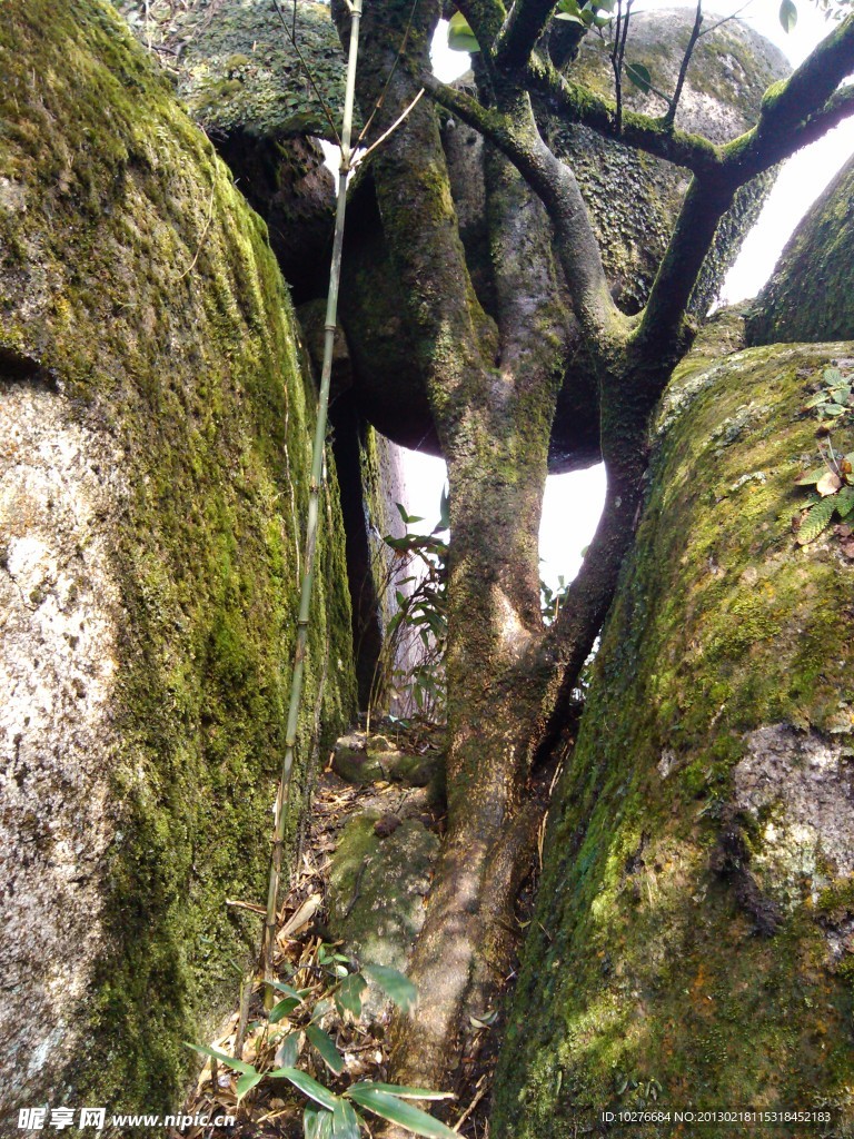 石树