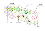 花坛绿化平面