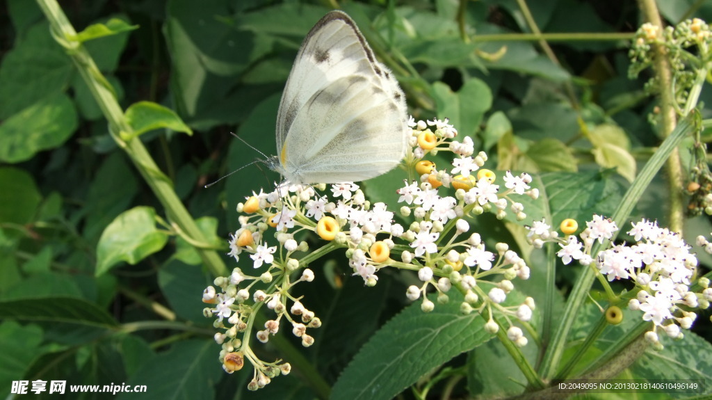 蝶恋花