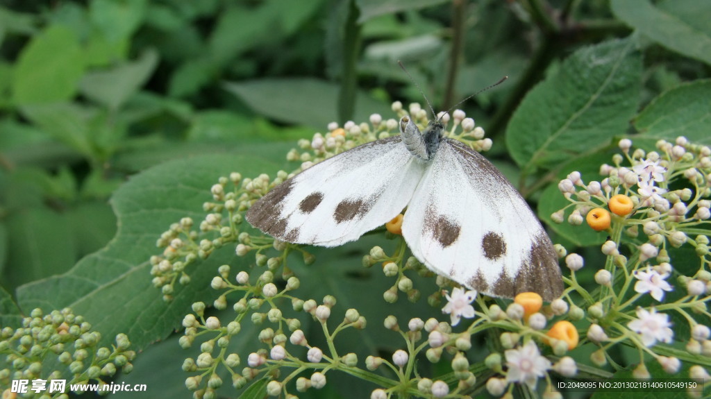 蝶恋花