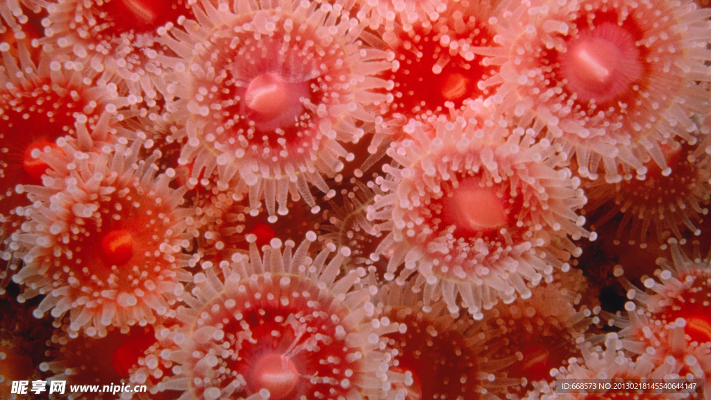 海洋生物