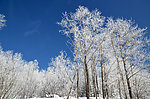 林中雪景