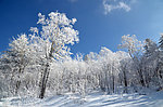 林中雪景