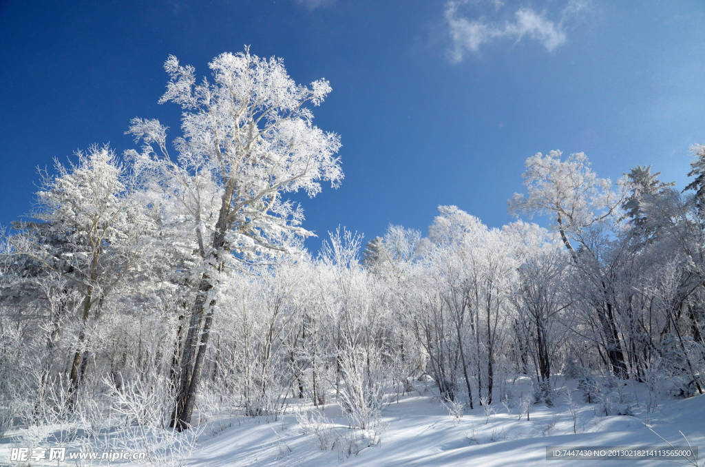 林中雪景