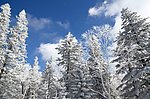 林中雪景