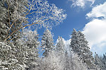林中雪景