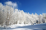 林中雪景