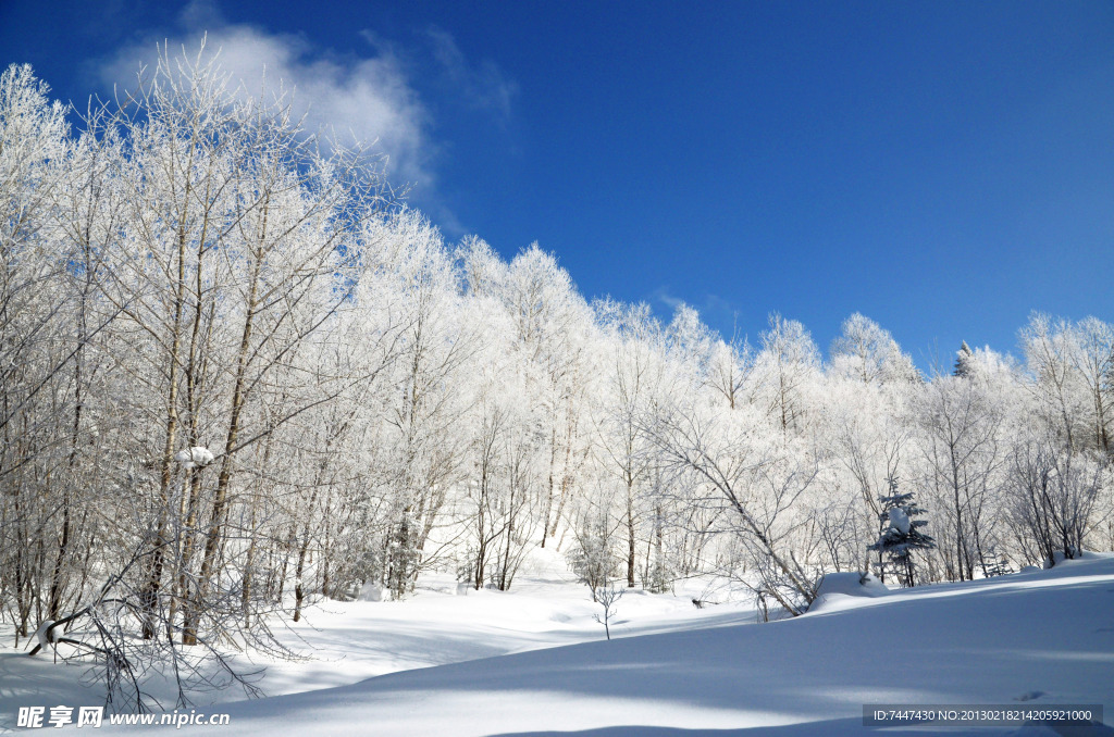 林中雪景