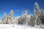 林中雪景