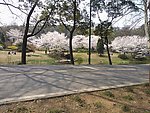 鼋头渚樱花漫地