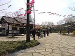 鼋头渚樱花漫地