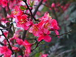 海棠花