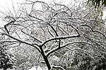 雪景