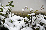 雪景