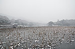 西湖雪景