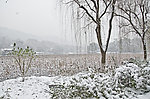 西湖雪景