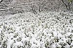雪景