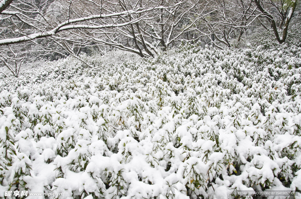 雪景