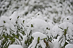 雪景