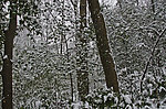 森林雪景
