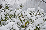 雪景