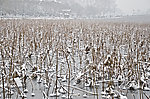 西湖雪景