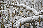 雪景