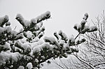 雪景