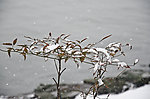 雪景