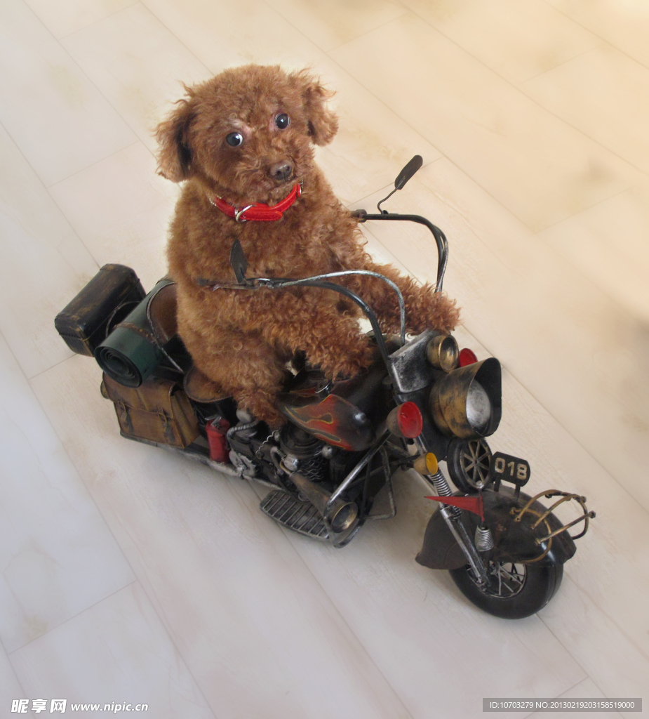 骑模型摩托的小狗狗
