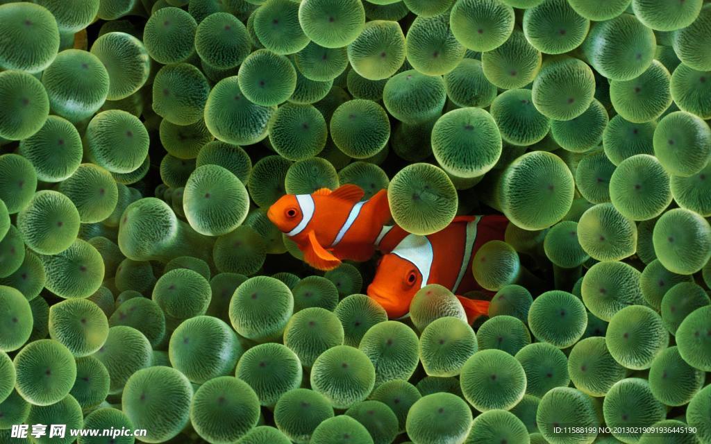 海洋鱼类