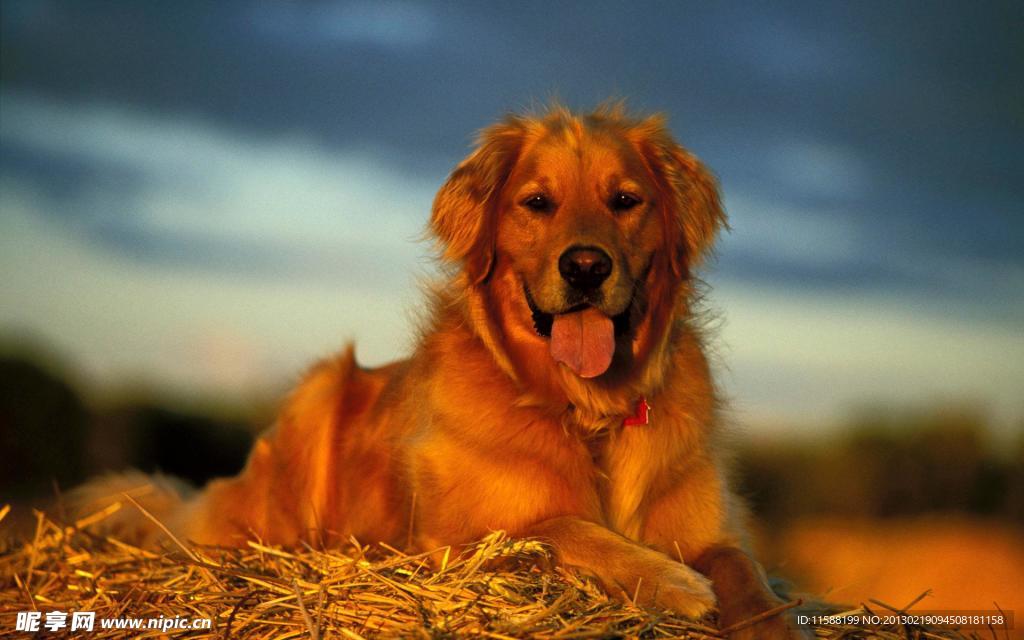 金毛犬
