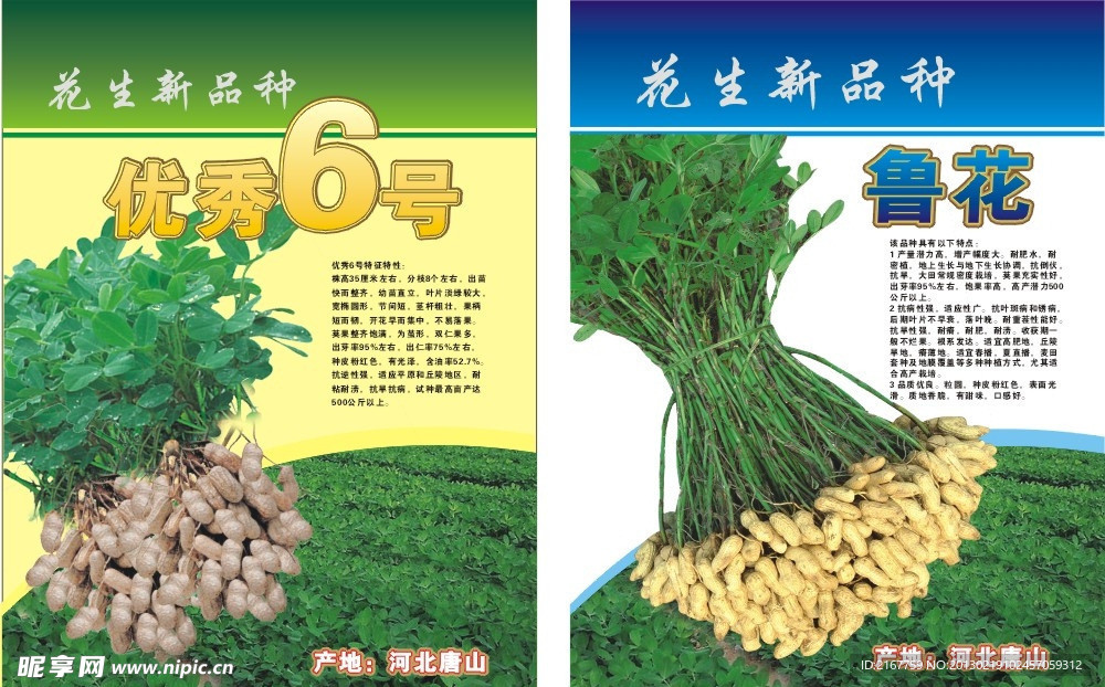 花生种（部分位图组成）