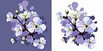 樱桃树枝花朵