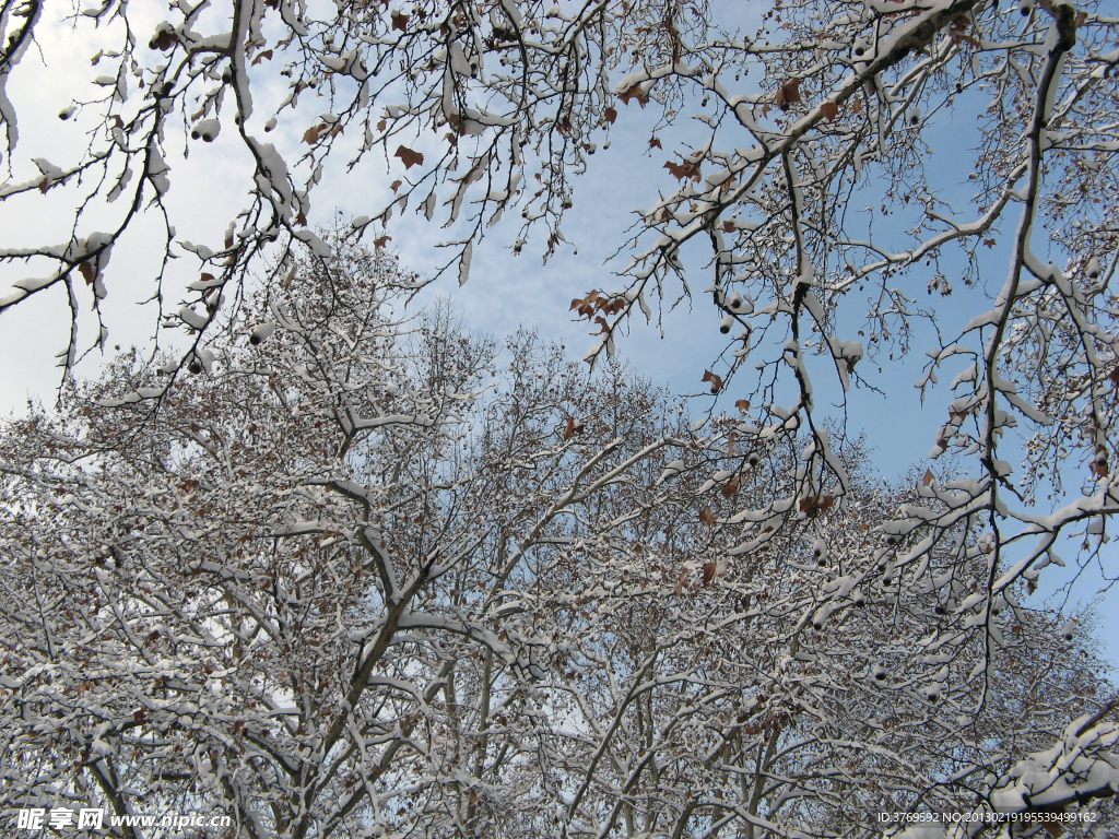 雪后的树