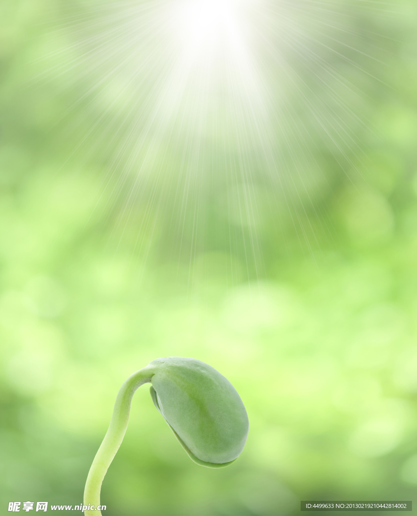 绿芽