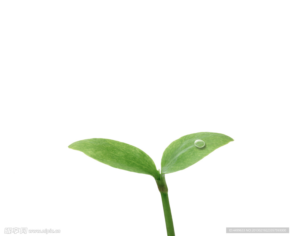 绿芽