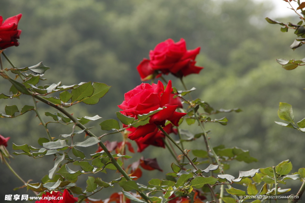 玫瑰花