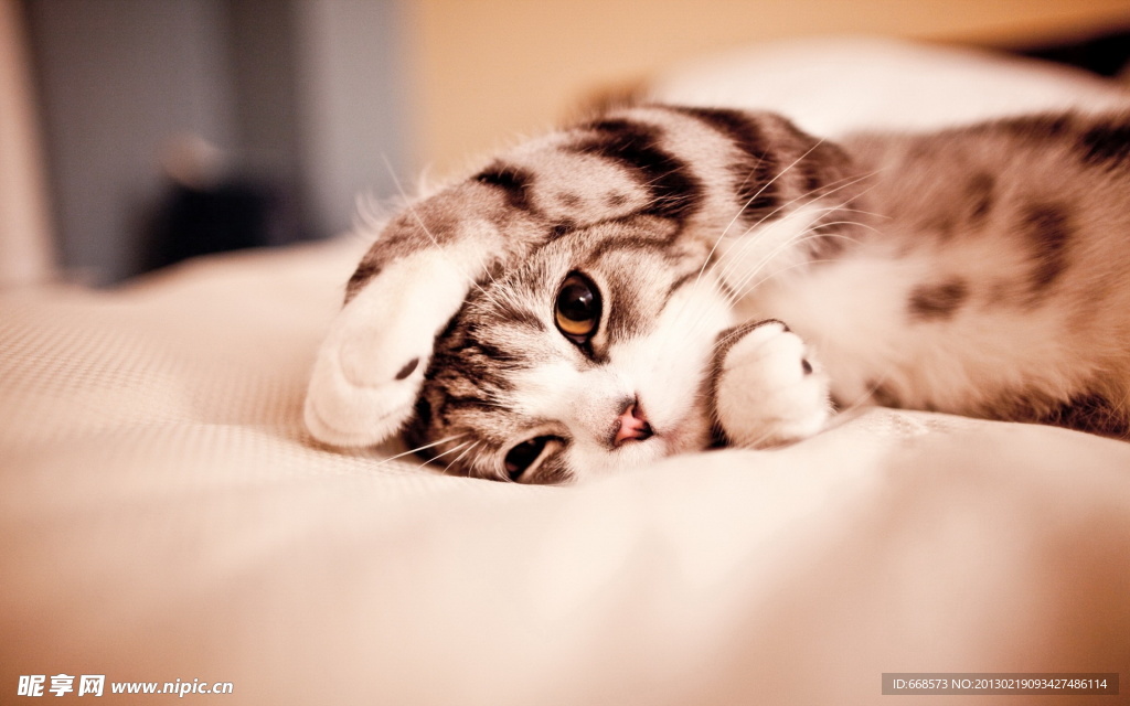 猫咪壁纸