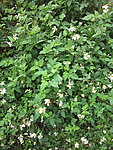 野菊花