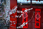春联 梅花