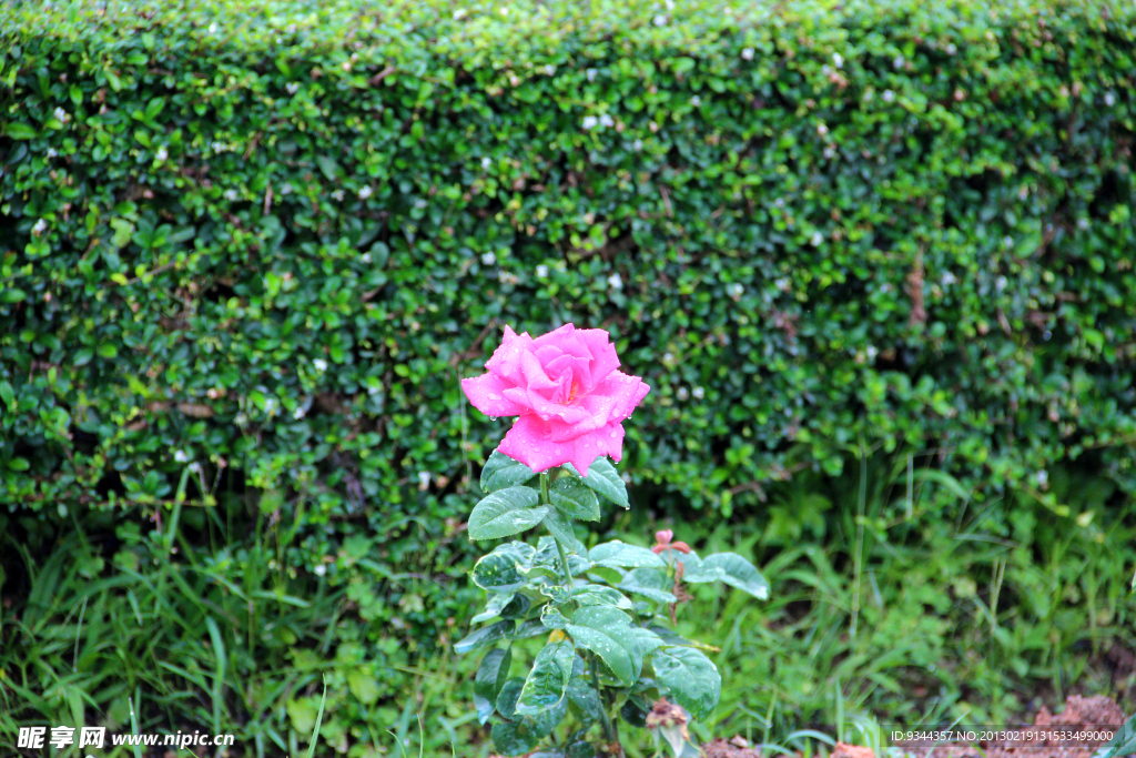 玫瑰花