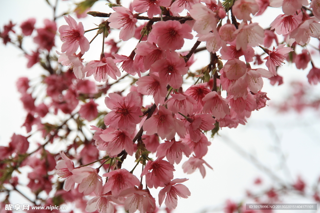 樱花