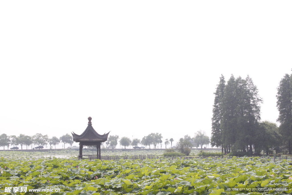 武汉东湖磨山荷花