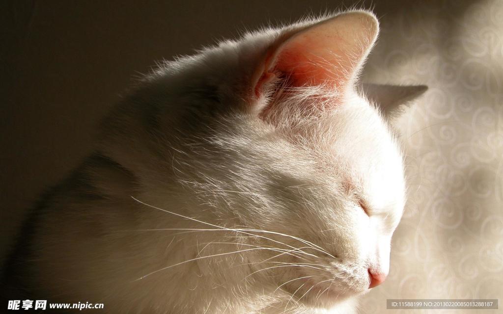 猫咪