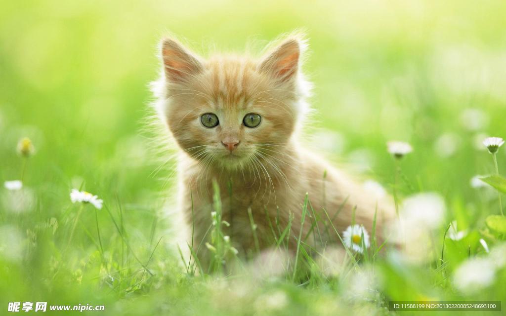 猫咪